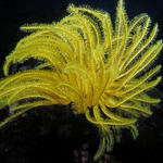 yellowcrinoidSM