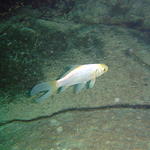 Gold fish at the bottom