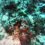 A Red Seahorse