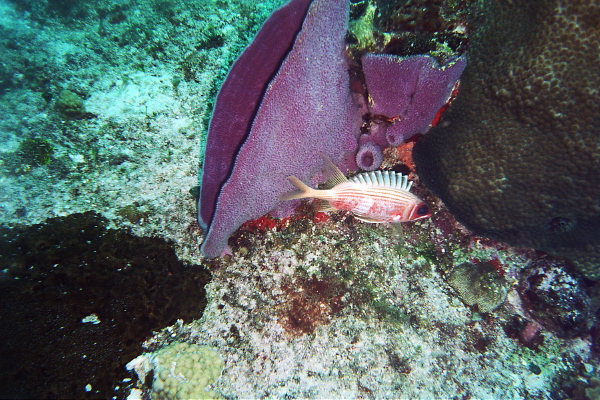 Squirrel fish