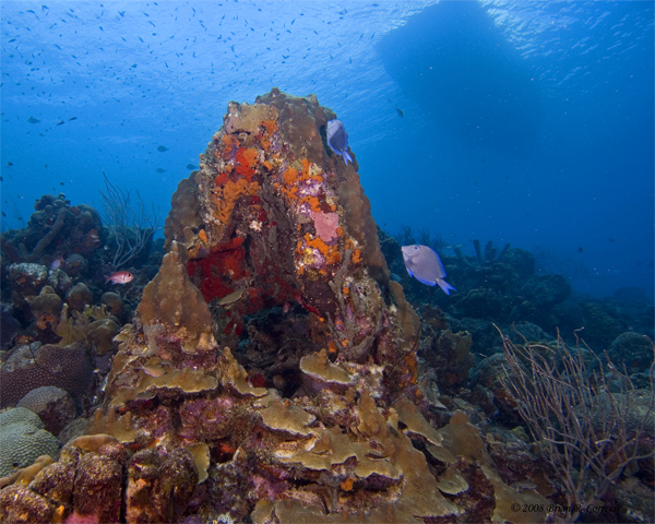 Bonaire_08_D-1_043_edited-1