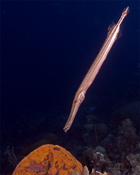 Bonaire_08_D-1_077_edited-1