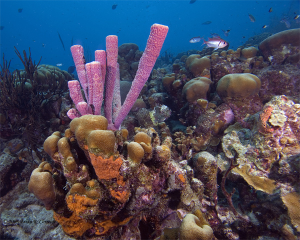 Bonaire_08_D-1_033_edited-1