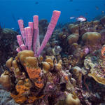 Bonaire_08_D-1_033_edited-1