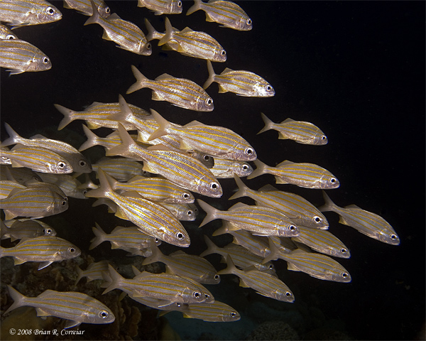 Bonaire_08_D-1_124_edited-1