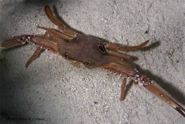 Bonaire_2008_D-2_362_edited