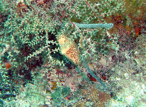 DSC00082b
Flamingo Tongue