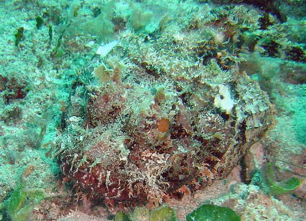 DSC00123
Spotted Scorpionfish