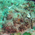 DSC00123
Spotted Scorpionfish