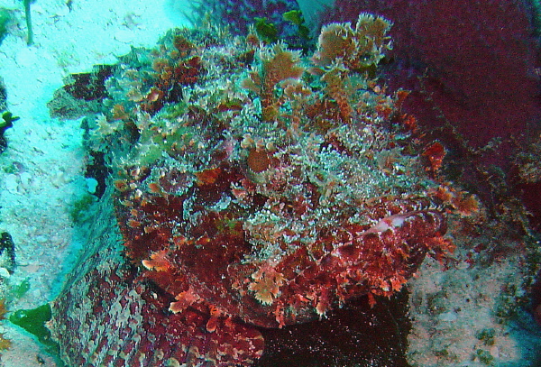 Another Spotted Scorpionfish