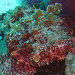 Another Spotted Scorpionfish