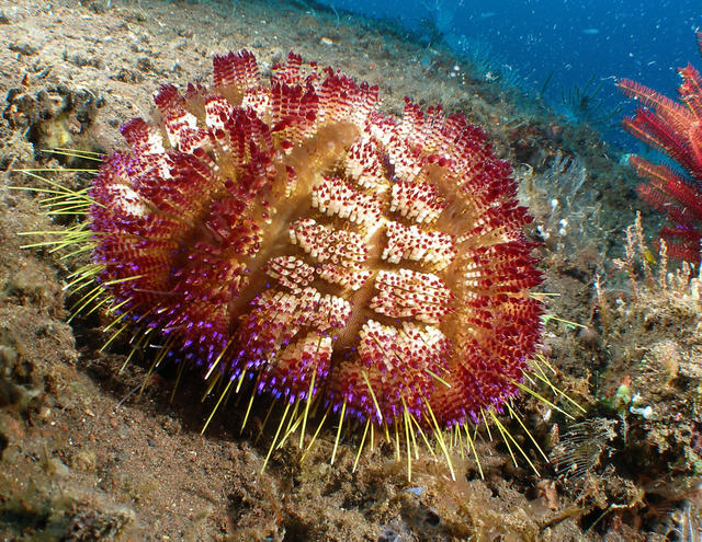 urchin