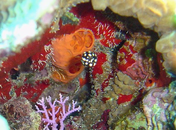 DSC00052
A Juvy Smooth Trunk fish!!!