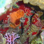 DSC00052
A Juvy Smooth Trunk fish!!!