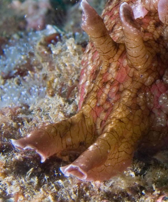 Sea hare eyes