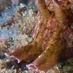 Sea hare eyes