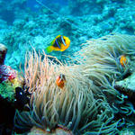 1DSC00052
Oranged-Finned Anemonefish