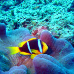 1DSC00058
Orange-Finned Anemonefish