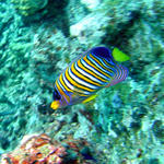 1DSC00081b
Regal Angelfish