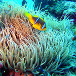 1DSC00087
Orange-Finned Anemonefish