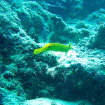 2DSC00006b
Golden Trumpetfish