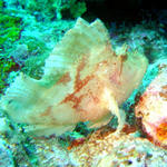 2DSC00026b
 White Leaf Scorpionfish