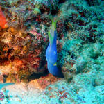 2DSC00029
Blue Ribbon EEL