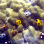 2DSC00043
Various Christmas Tree Worms