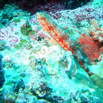 2DSC00060b
Reef Lizardfish