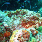 2DSC00069b
Scorpionfish