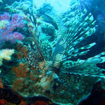 2DSC00070b
Lionfish