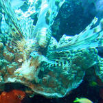 2DSC00071b
Lionfish