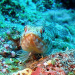 3DSC00037b
Lizardfish