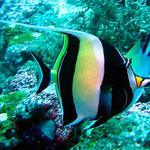 3DSC00039b
Moorish Idol