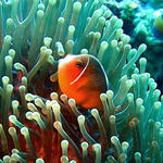 3DSC00041b
Northwest Australian Anemonefish