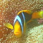 3DSC00064b
Oranged-Finned Anemonefish