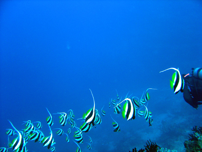 4DSC00004
School of Moorish Idols