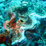 4DSC00016
Giant Clam