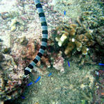 4DSC00021
Banded Sea Snake