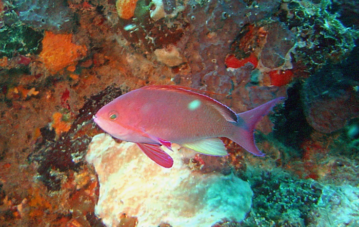 4DSC00027b
Anthias