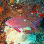 4DSC00027b
Anthias