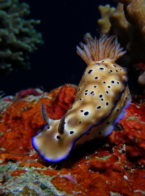 nudi5