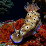 nudi5