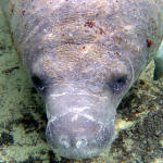 Manatee up close