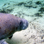 Manatee