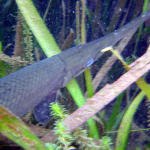 Alligator Gar