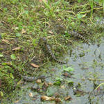 Baby Gators coming a shore