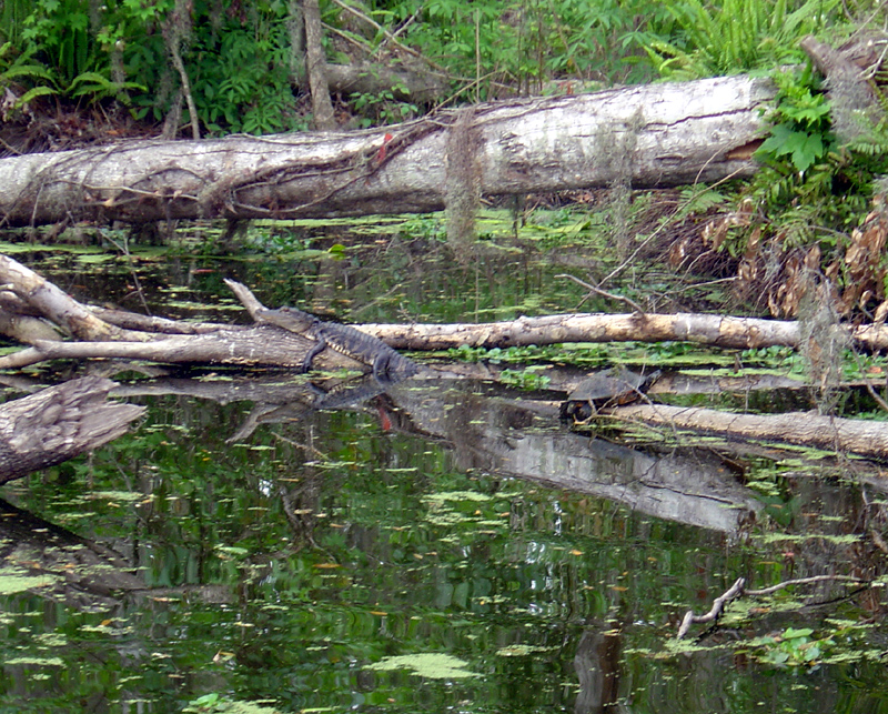 Gator resting with turtle