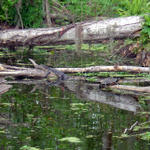 Gator resting with turtle