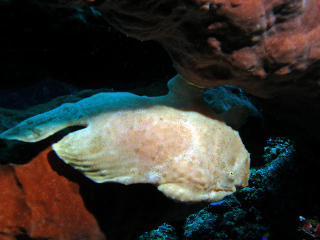 wfrogfish